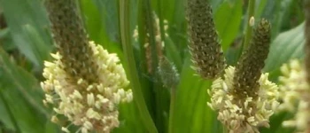 Pătlagina (Plantago) - info plante Medicinale Hypericum Impex