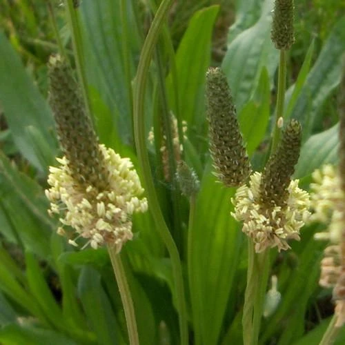 Pătlagina (Plantago) - info plante Medicinale Hypericum Impex