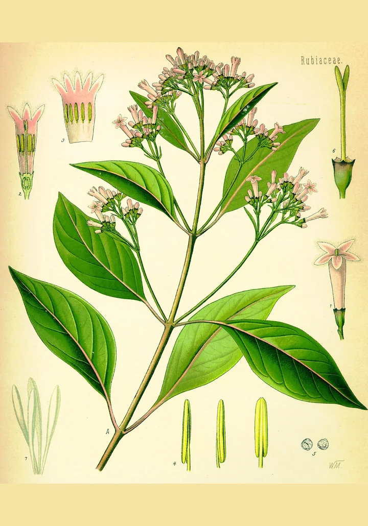 Planșă botanică veche, colorată, cu o ramură de chinchona, cu frunze mari, flori roz și detalii ale florii și ale fructului