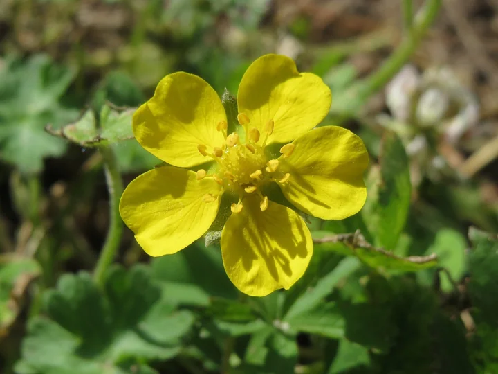 Floare mare de cinci-degete (Potentilla reptans), văzută de aproape, cu cinci petale galbene, deasupra frunzelor verzi