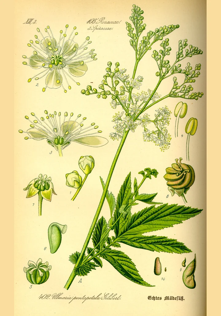 Planșă botanică veche, colorată, cu crețușcă: tulpină cu frunze mari, lobate, inflorescență, flori și fructe răsucite desenate separat