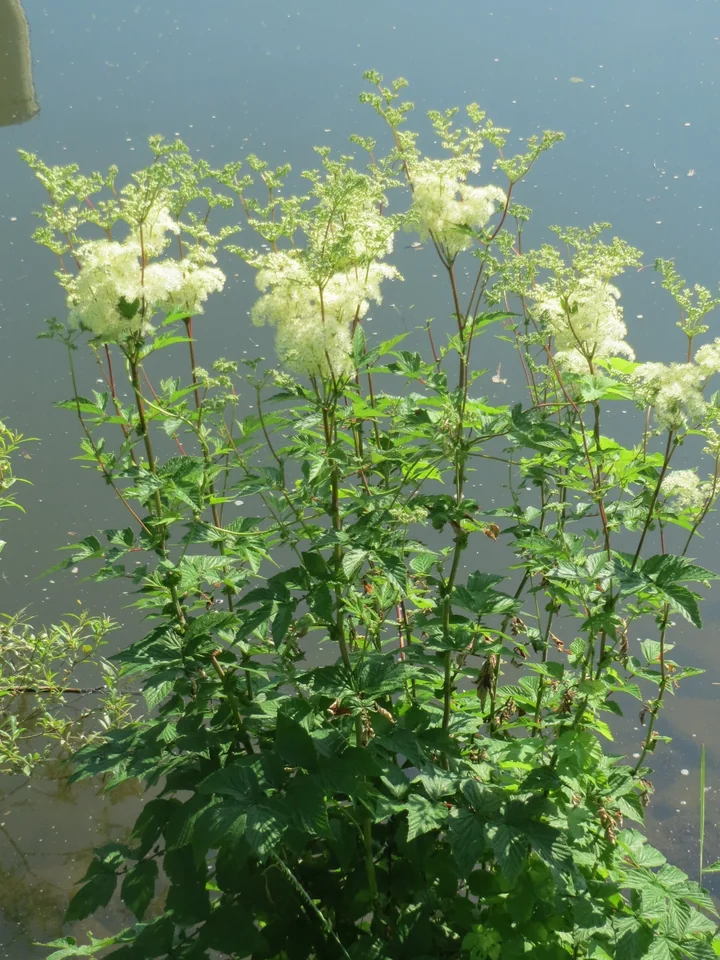 Plante înalte de crețușcă, cu mai multe inflorescențe albe-crem în vârful tulpinilor, crescute pe malul unei ape