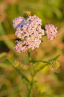 Coada șoricelului (Achillea millefolium)
