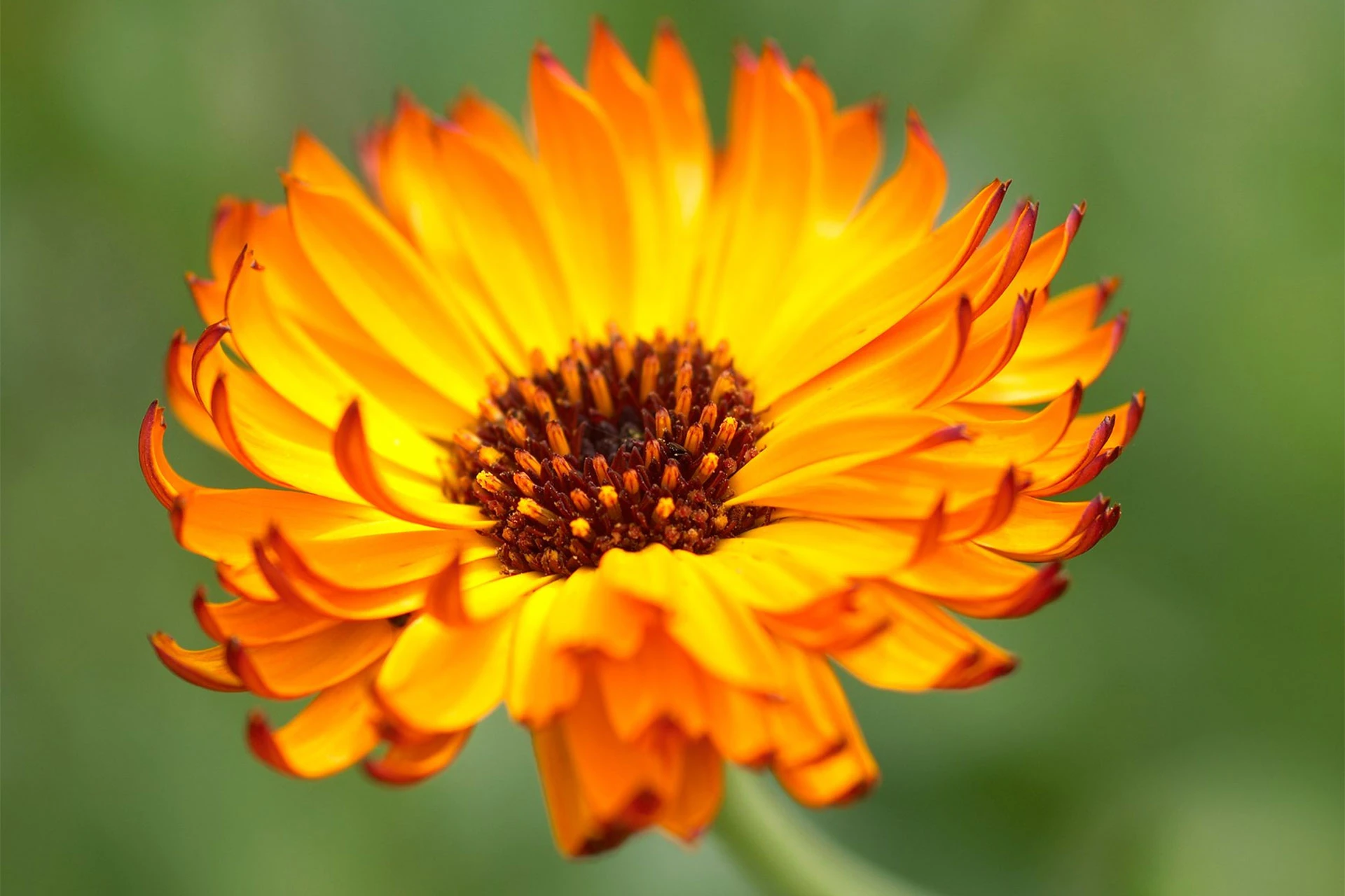 Gălbenele - (Calendula-officinalis) - informatii despre plante medicinale - Hypericum Impex