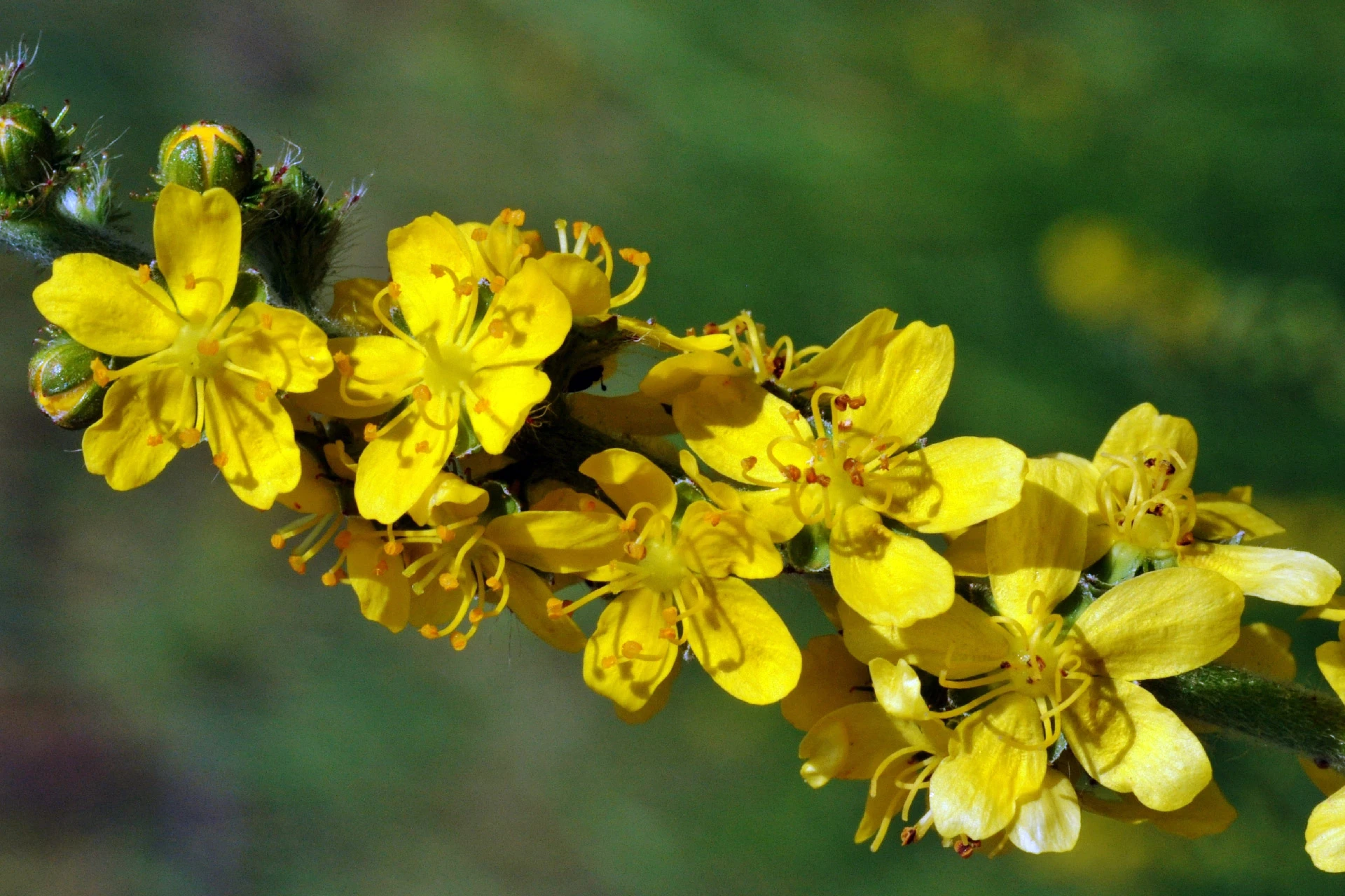 Turița mare (Agrimonia eupatoria) - informatii despre plante medicinale - Hypericum Impex