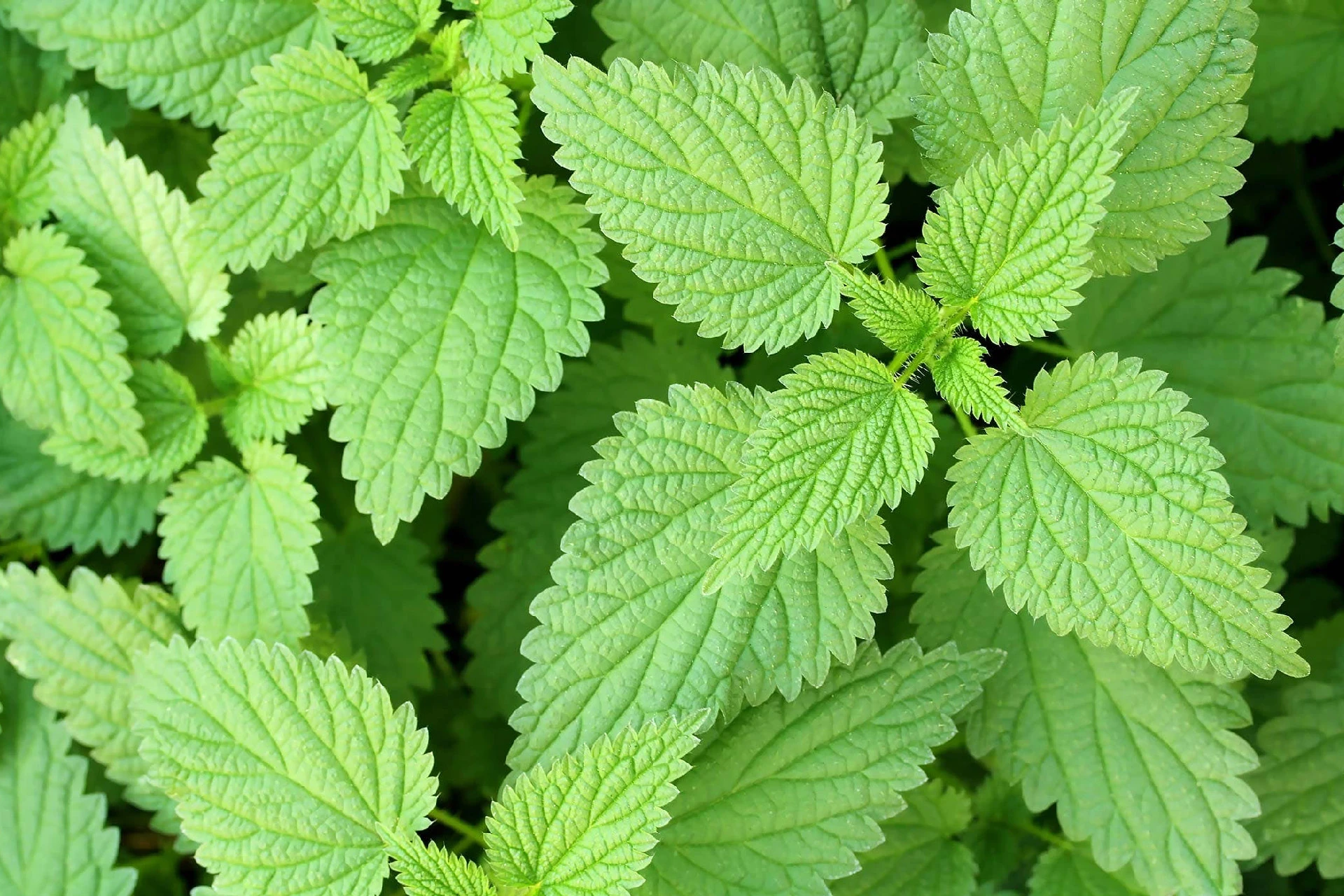 Urzica (Urtica dioica) - informatii despre plante medicinale - Hypericum Impex