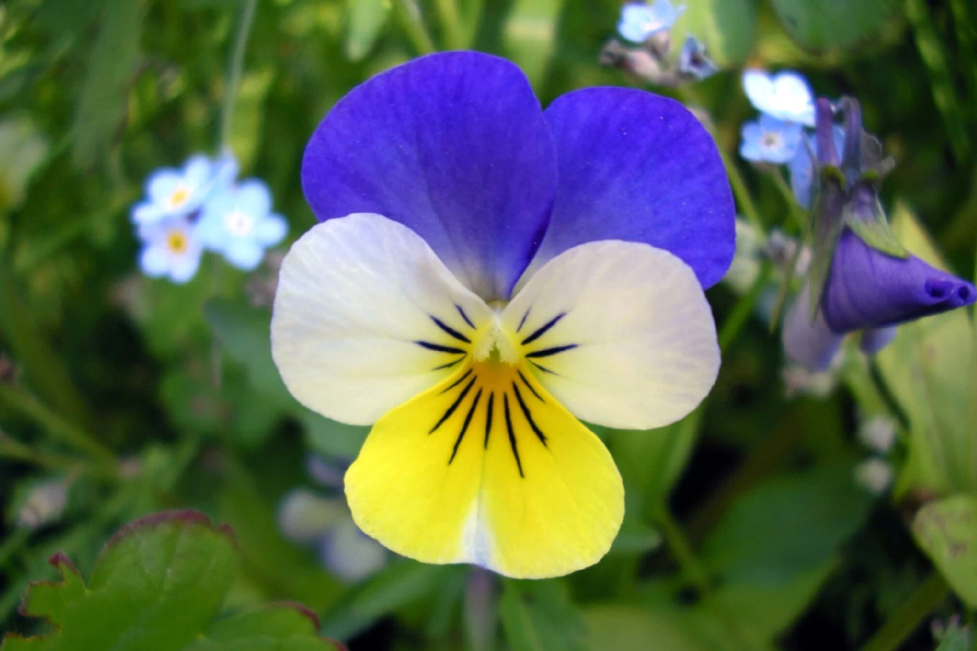 Trei-frați-pătați (Viola tricolor) - informatii despre plante medicinale - Hypericum Impex