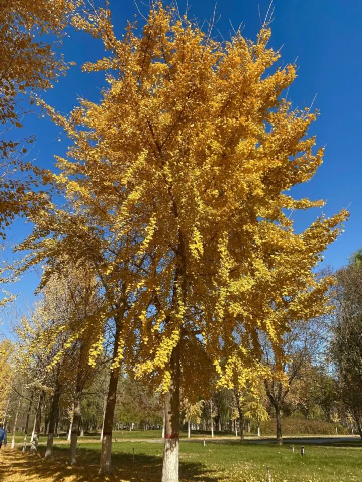 Arbore de ginkgo cu coroana plină de frunze galbene-aurii, sub cer albastru, într-un șir de arbori
