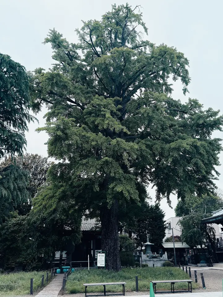 Ginkgo mare, cu coroana deasă, verde-închis, crescut lângă clădirile unui templu din Tokyo
