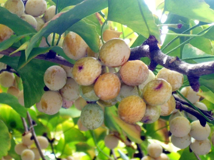Ciorchine de semințe de ginkgo rotunde, galben-portocalii, cu înveliș cărnos, între frunze verzi, pe o ramură
