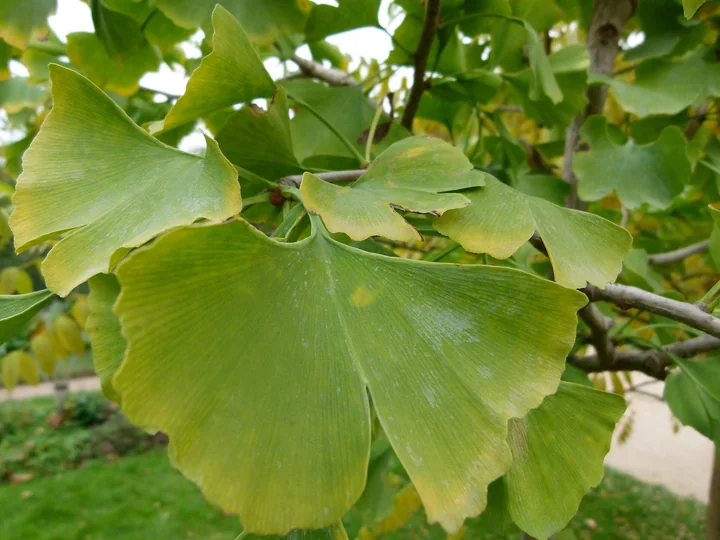 Frunze de ginkgo în formă de evantai, galben-verzui, cu marginea de sus crestată, pe o ramură
