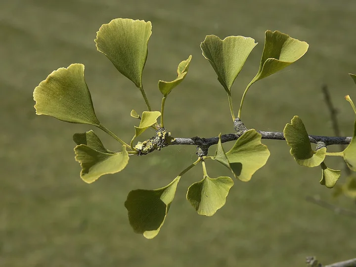 Ramură de ginkgo cu frunze mici, verde-gălbui, în formă de evantai, grupate în smocuri pe lujeri scurți