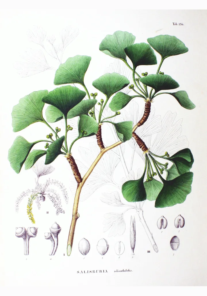 Planșă botanică veche, colorată, cu o ramură de ginkgo cu frunze în evantai și structurile de reproducere desenate separat, sub numele Salisburia