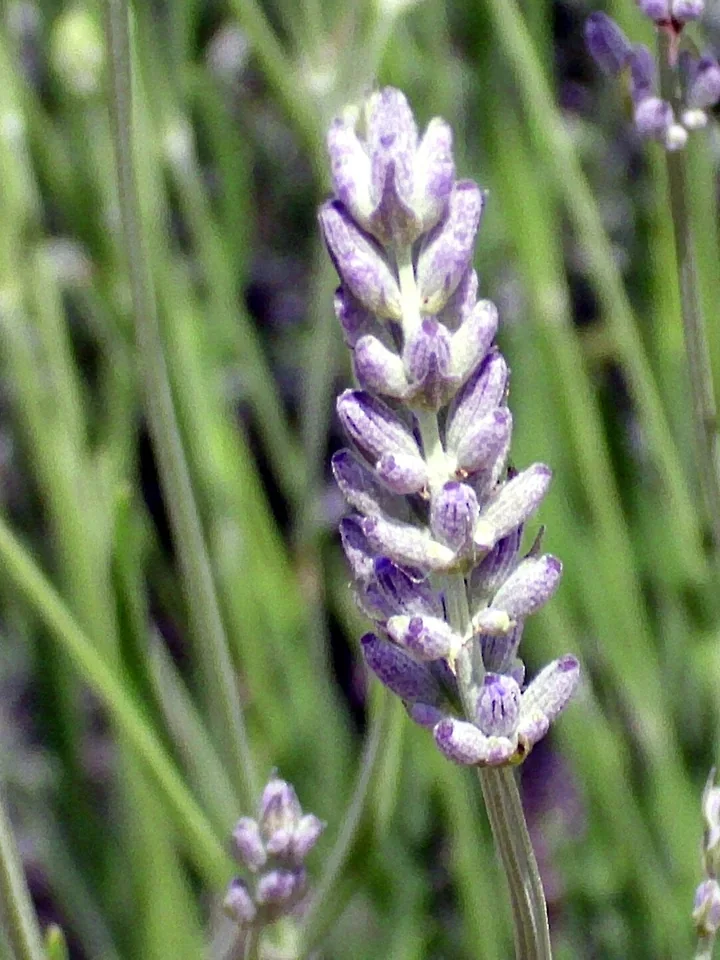 Spic de Lavandula latifolia, cu flori mici violet-deschis, între tulpini lungi și subțiri