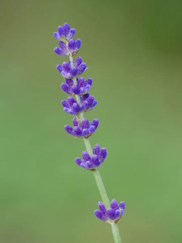 Spic de levănțică, cu flori albastre-violete în verticile distanțate, pe o tulpină verde, în fața unui fundal verde estompat