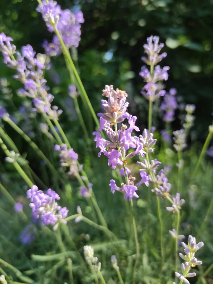 Spice de levănțică văzute de aproape, cu flori mici violet-deschis, între tulpini subțiri și verzi