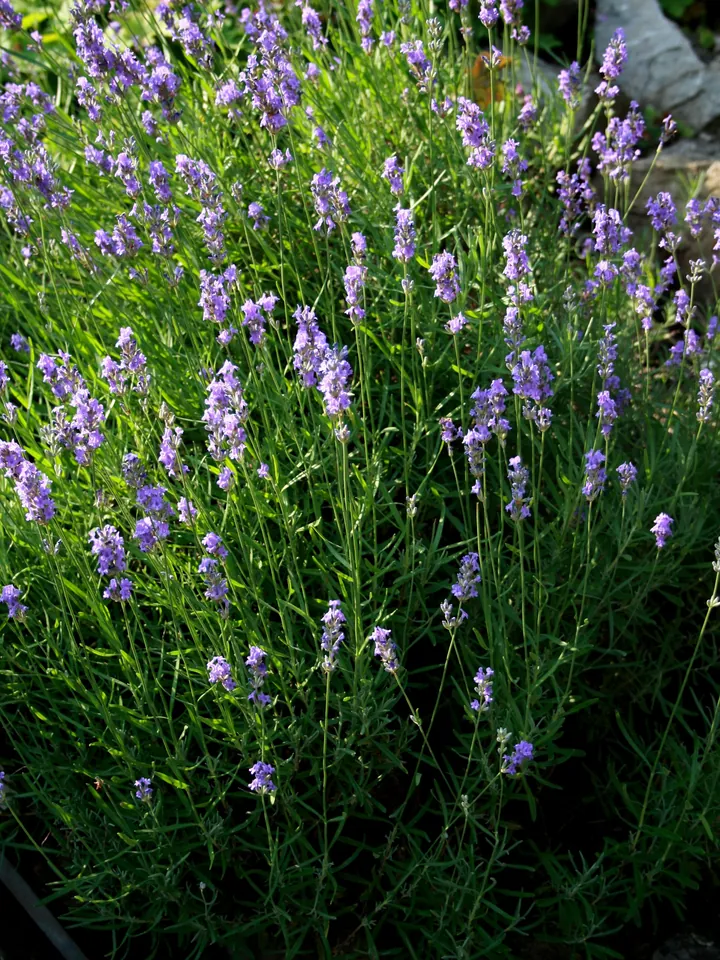 Tufă de levănțică în floare, cu multe spice albastre-violete deasupra unor frunze înguste, verzi-cenușii