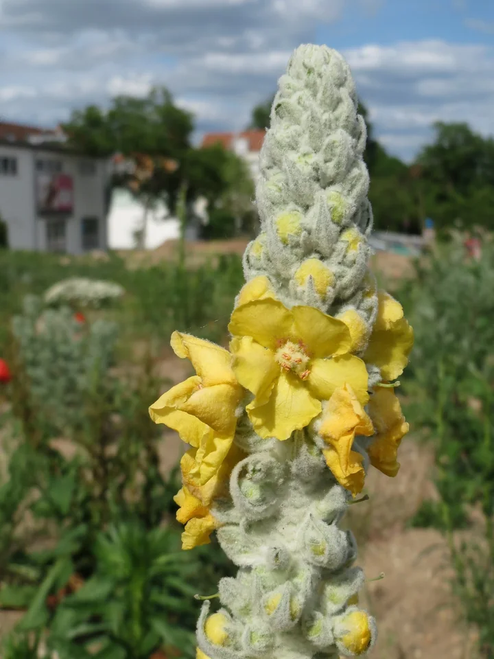 Spic de lumânărică acoperit de peri deși, albicioși, cu flori galbene deschise, cu cinci petale unite la bază