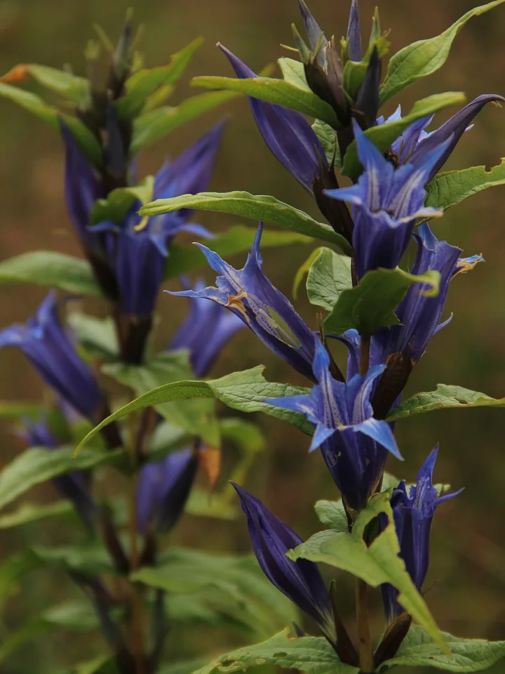 Tulpini de lumânărica-pământului, cu flori albastre-violete în formă de clopot, între frunze verzi, ascuțite