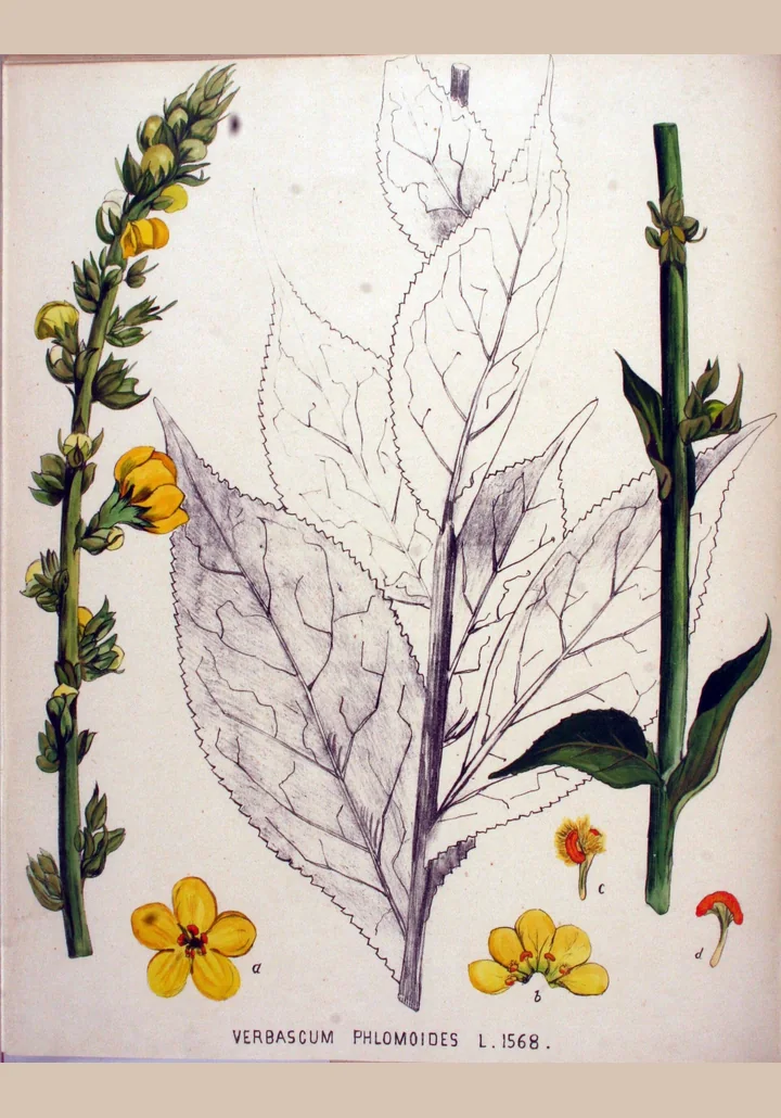 Planșă botanică veche, cu o tulpină cu flori galbene, o frunză mare desenată în creion, o a doua tulpină și detalii ale florii, sub inscripția Verbascum phlomoides