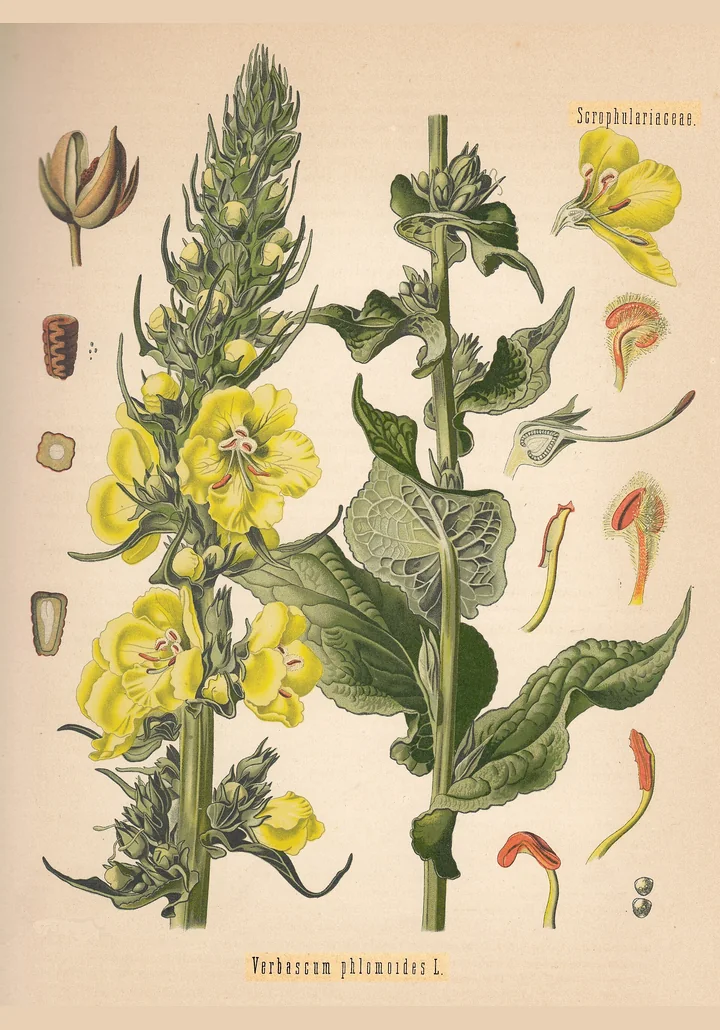 Planșă botanică veche, colorată, cu două tulpini de Verbascum phlomoides, flori galbene mari și detalii ale florii, ale staminelor și ale fructului