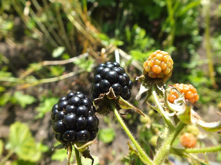 Două mure negre, lucioase, lângă mure încă necoapte, portocalii, pe o ramură cu peri fini