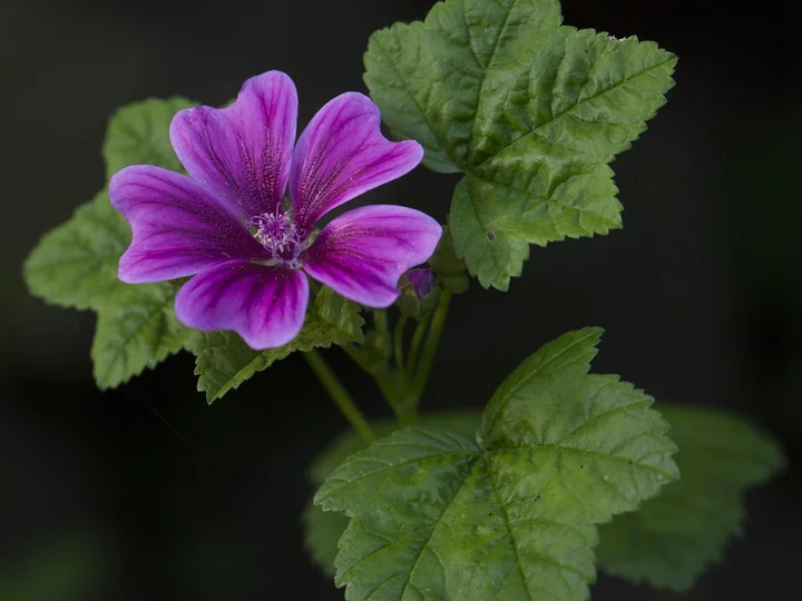 Floare violet de nalbă de pădure, cu vene închise, între frunze verzi, lobate, cu marginea crenată, pe fond negru
