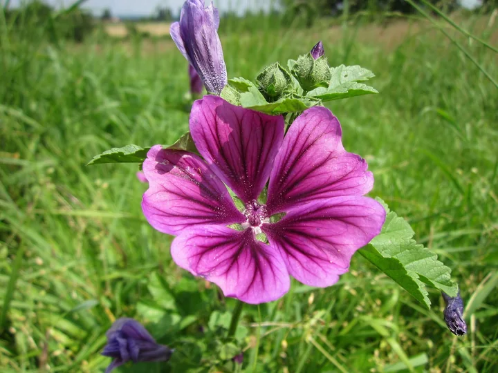 Floare de nalbă de pădure văzută din față, cu cinci petale roz-violet cu vene mai închise la culoare, într-o pajiște