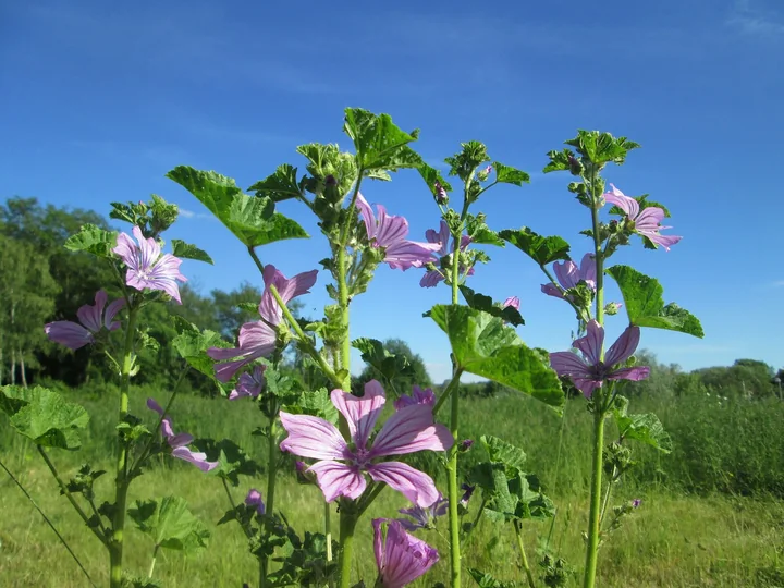 Câteva tulpini de nalbă de pădure, înalte, cu flori roz-violet și frunze mari, pe o pajiște, sub un cer albastru