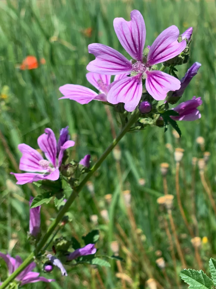 Tulpină de nalbă de pădure cu flori roz-violet cu vene mai închise și cu boboci, într-o pajiște