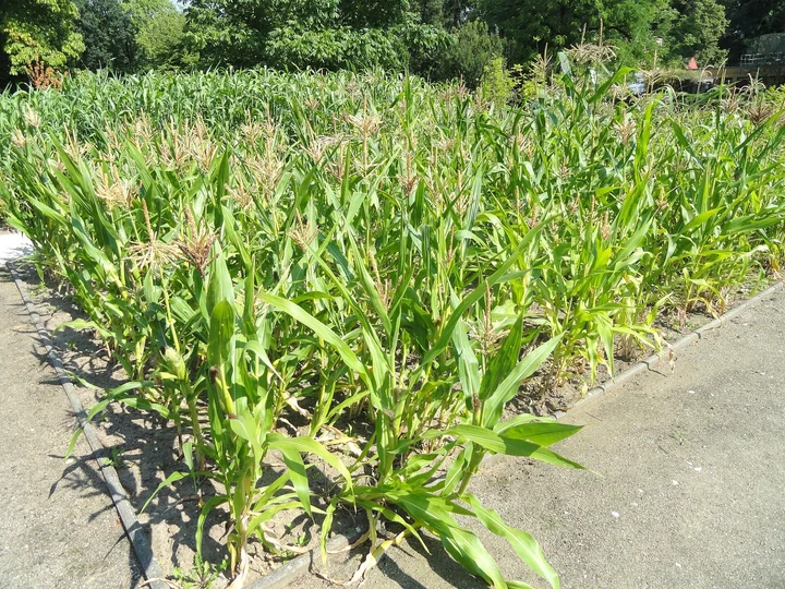 Rânduri de plante de porumb înalte, cu frunze lungi și cu paniculul auriu în vârful tulpinilor, într-o grădină botanică