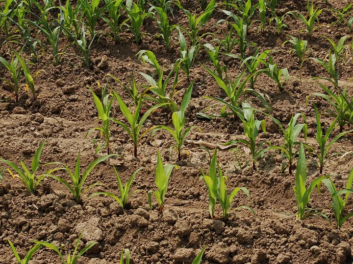 Rânduri de plante tinere de porumb, cu frunze înguste, pe un sol afânat, brun