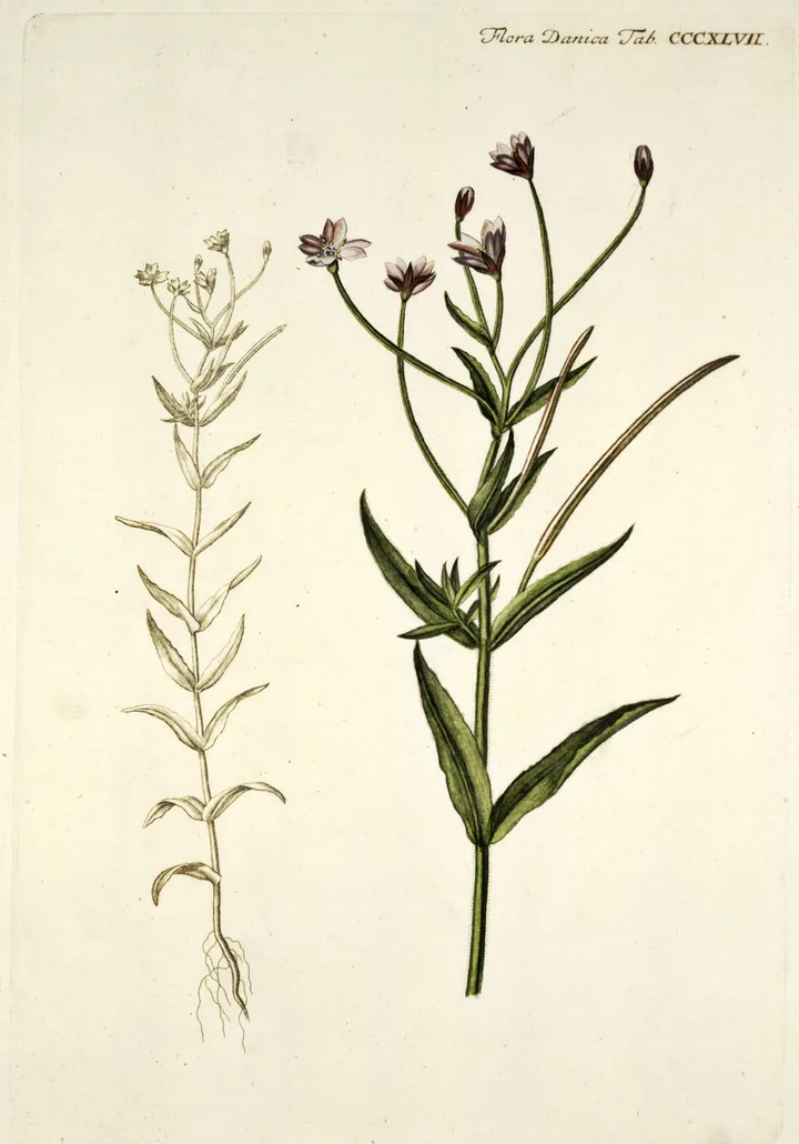 Planșă botanică veche cu două tulpini de pufuliță cu flori mici, una desenată în contur și una colorată, cu flori mici liliachii