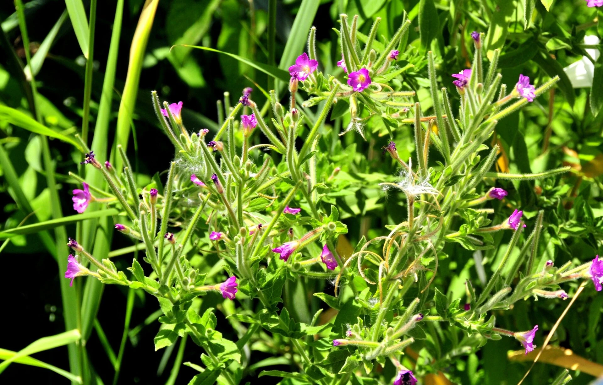 Pufulita cu flori mici (Epilobium parviflorum)