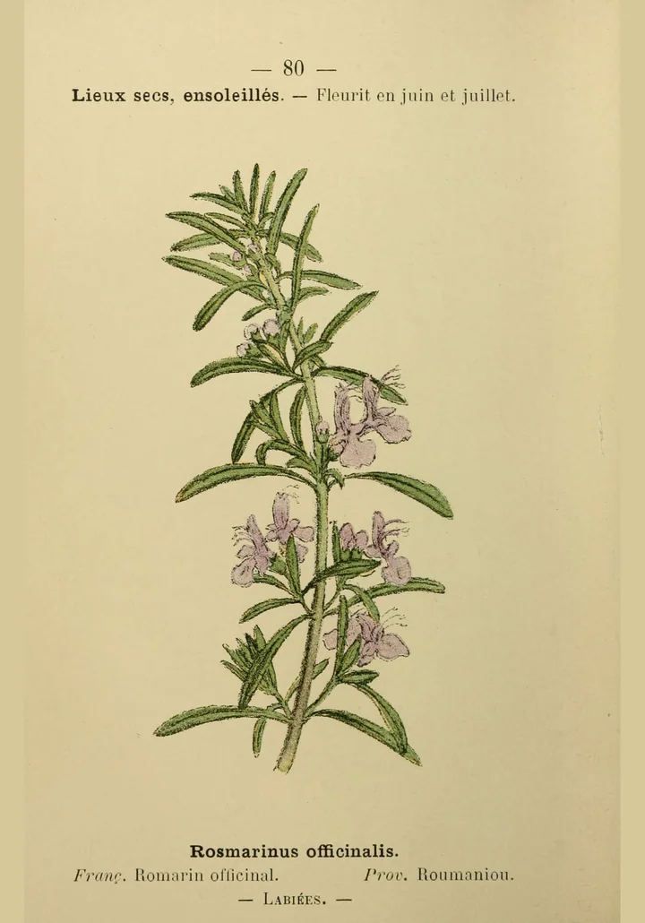 Planșă botanică veche, colorată, cu o ramură de rozmarin cu flori mici, liliachii, și numele plantei în latină, franceză și provensală