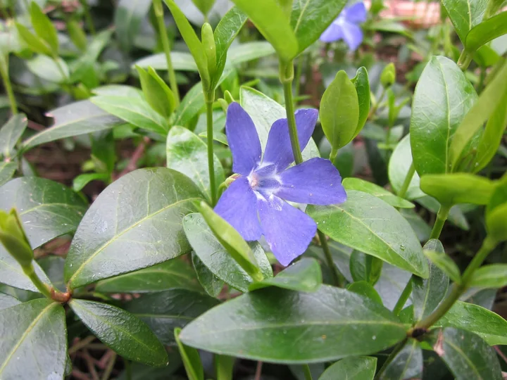 Floare albastru-violet de saschiu între frunze verzi, lucioase, lungi de câțiva centimetri