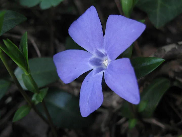 Floare de saschiu văzută de aproape, albastru-violet, cu cinci petale late, pe un fundal întunecat de frunze