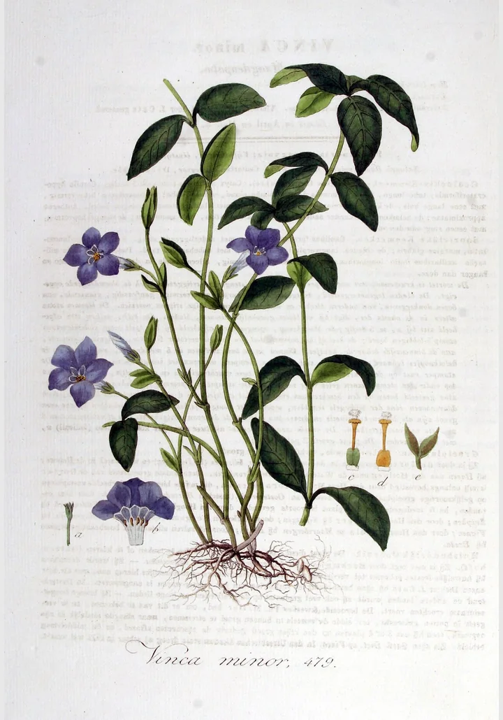 Planșă botanică veche, colorată, cu tufe de saschiu cu frunze opuse, lucioase, flori violete, rădăcini subțiri și detalii desenate separat