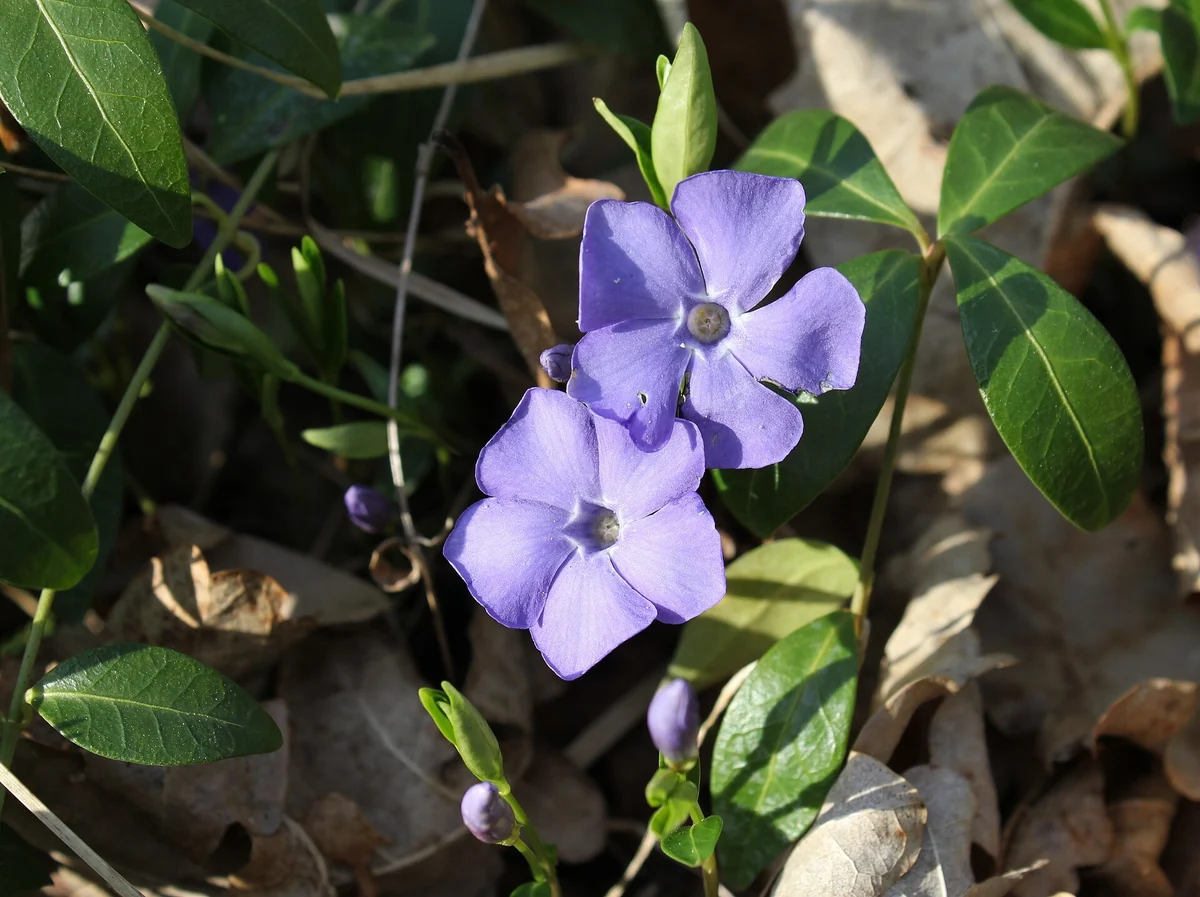 Două flori de saschiu, albastru-violet, cu cinci petale, între frunze verzi lucioase, pe un strat de frunze uscate