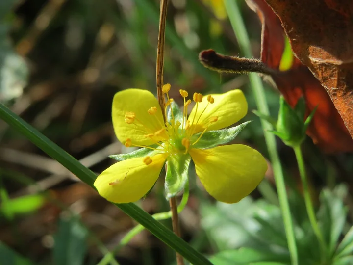 Floare de sclipeți văzută de aproape, cu patru petale galbene, sepale verzi și stamine, pe o tulpină subțire