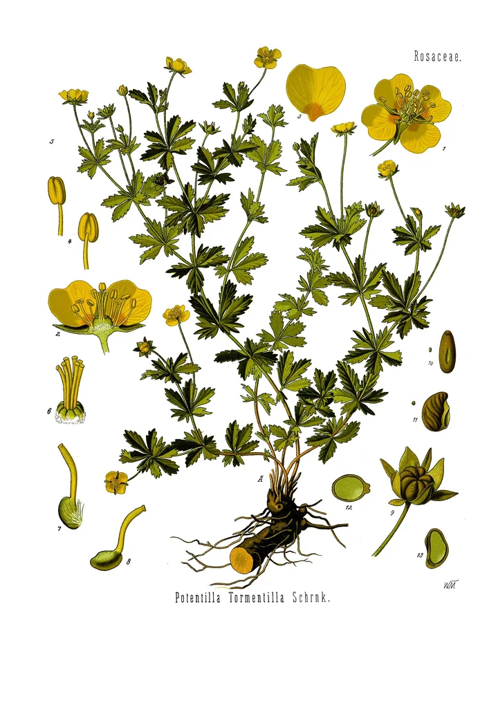 Planșă botanică veche, colorată, cu tulpini înflorite de sclipeți, detalii ale florii, ale staminelor și ale fructului și rizomul tăiat, cu miezul portocaliu
