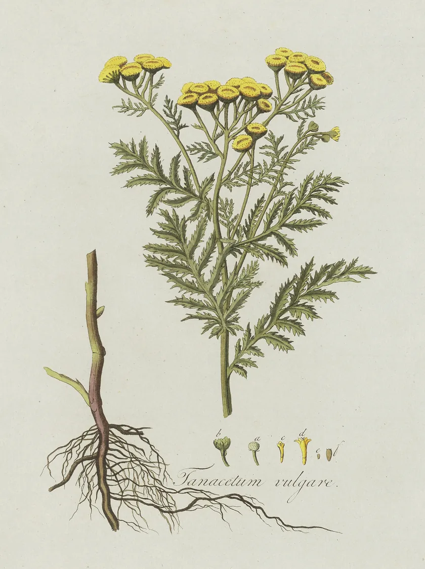 Planșă botanică veche cu vetrice: tulpina înflorită, frunzele penate, rădăcina și florile mărite