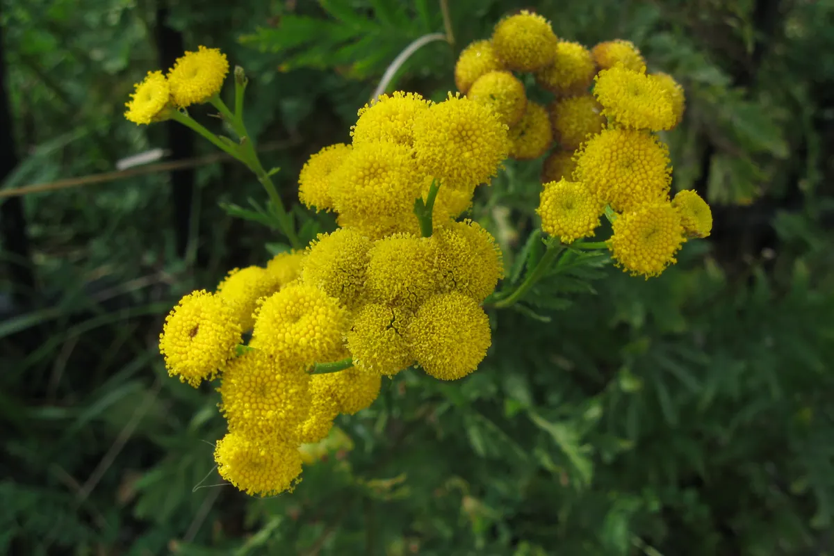 Vetrice (Tanacetum vulgare) în floare, cu inflorescențe galbene rotunde ca niște nasturi