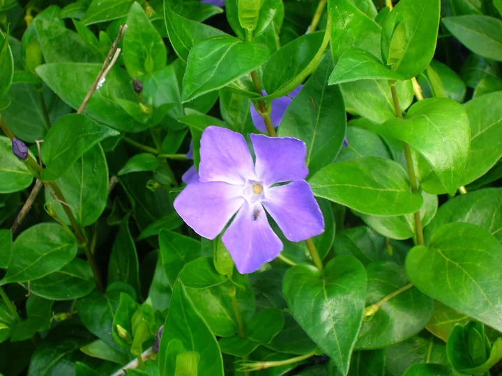Floare violetă de Vinca major între frunze verzi, late, lucioase, mai mari decât la saschiu