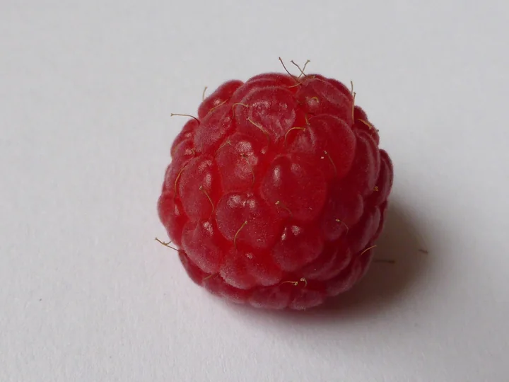 O zmeură roșie, cu drupe mici, pe fond gri
