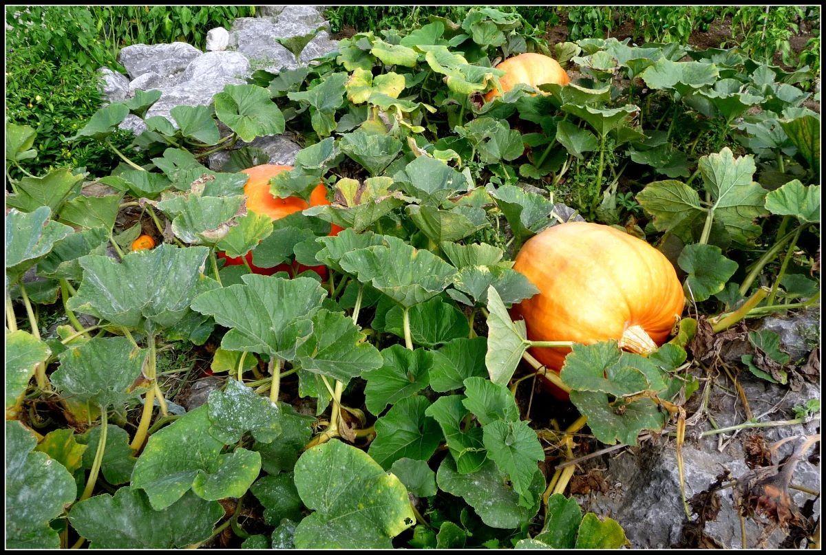 Dovleacul sau bostanul sau cucurbăta (Cucurbita maxima)
