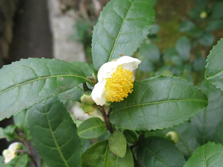 Ramură de ceai cu o floare albă, cu stamine galbene, printre frunze mari, verde-închis, cu margine dințată