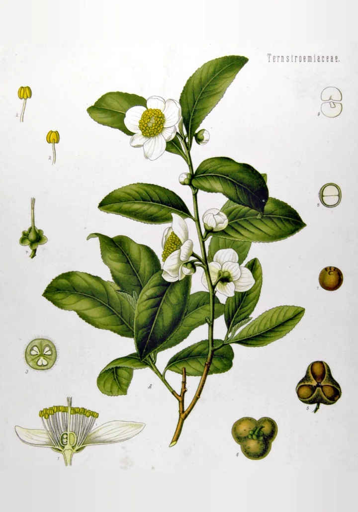 Planșă botanică veche, colorată, cu o ramură înflorită de ceai, cu flori albe, și detalii ale florii, ale fructului și ale semințelor