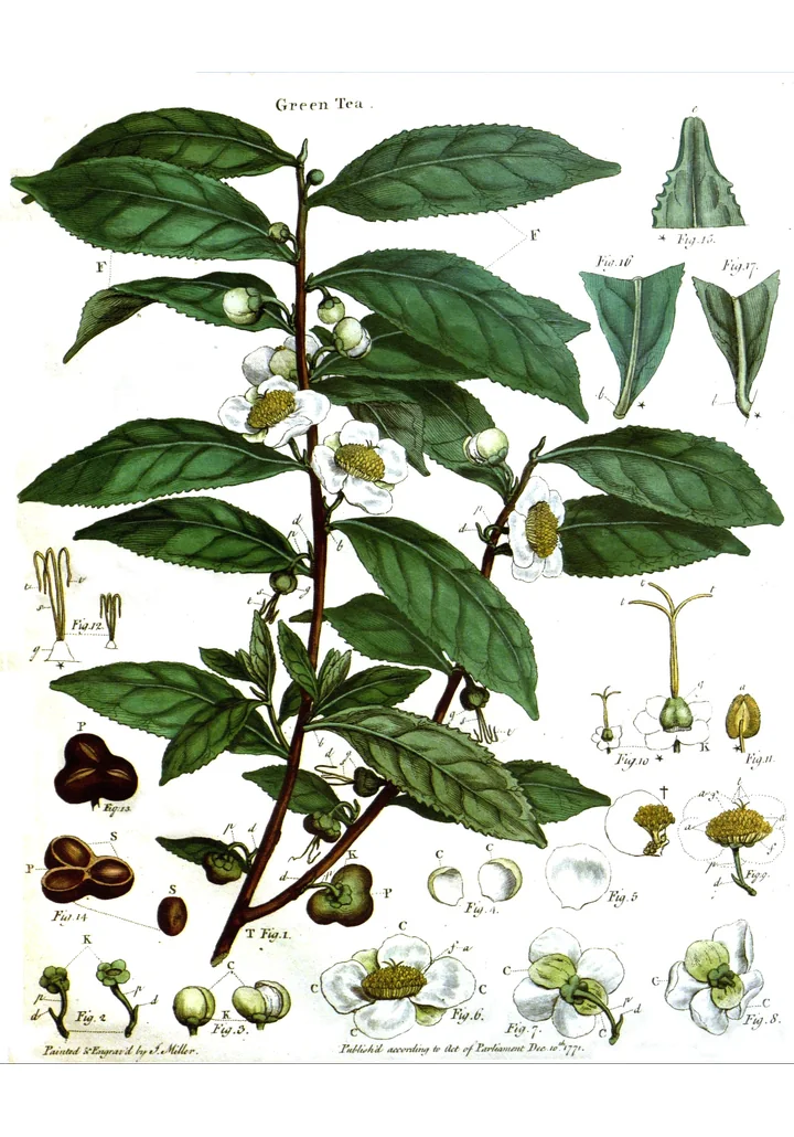 Gravură veche, colorată, cu o ramură de ceai cu frunze, flori și fructe și cu detalii ale florii și ale semințelor, intitulată Green Tea