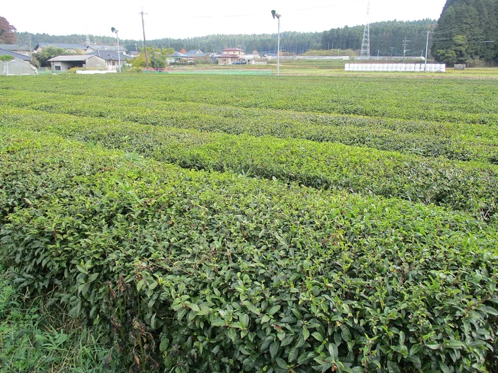 Rânduri de arbuști de ceai, tunși la aceeași înălțime, într-o plantație din Minami-Aso, în Japonia